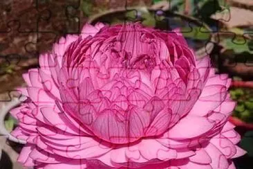 flores jigsaw puzzle