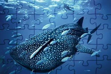 BALLENA AZUL 2 jigsaw puzzle