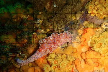 Ceratosoma brevicaudatum