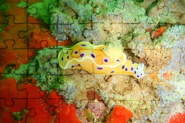 Ceratosoma ingozi