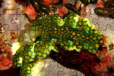 Ceratosoma sinuatum