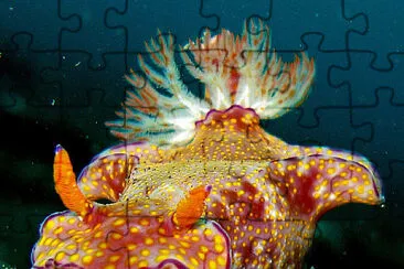 Ceratosoma tenue jigsaw puzzle