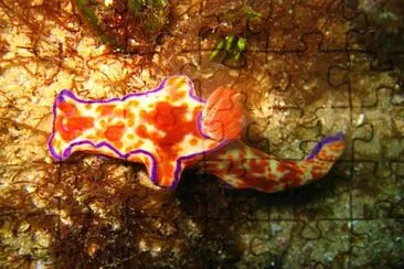 Ceratosoma trilobatum jigsaw puzzle