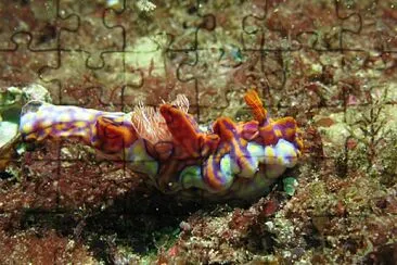 Ceratosoma flavicostatum