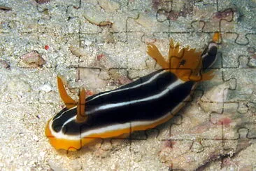 Chromodoris africana jigsaw puzzle
