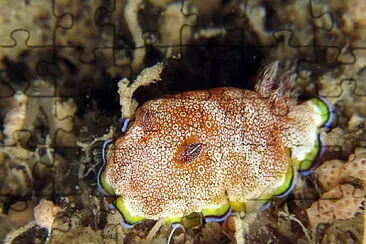 Chromodoris pustolosa