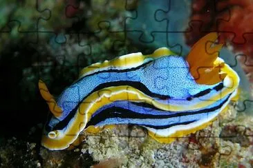 Chromodoris annae jigsaw puzzle