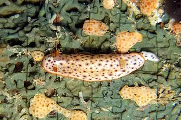 Chromodoris aspersa