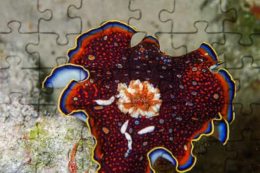 Chromodoris charlottae jigsaw puzzle