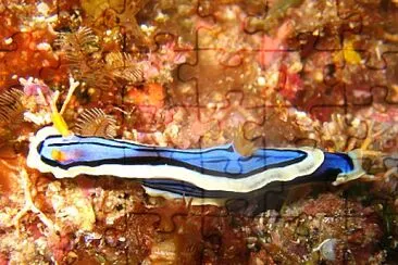 Chromodoris elisabethina jigsaw puzzle