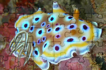 Chromodoris geminus jigsaw puzzle