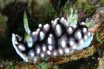 Chromodoris geometrica jigsaw puzzle
