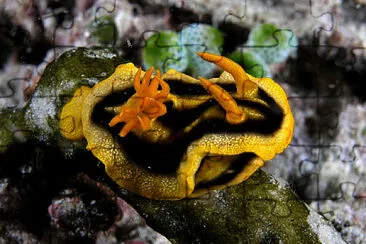 Chromodoris nudibranch