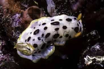 Chromodoris orientalis
