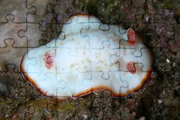 Chromodoris preciosa jigsaw puzzle