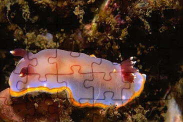 Chromodoris purpurea jigsaw puzzle