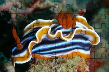 Chromodoris quadricoler jigsaw puzzle