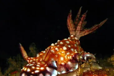 Chromodoris roboi jigsaw puzzle