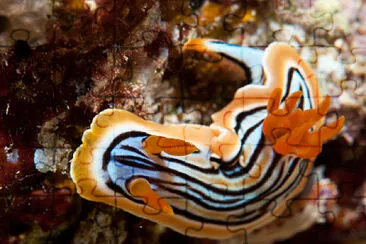 Chromodoris striatella jigsaw puzzle