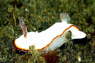 Chromodoris verrieri jigsaw puzzle