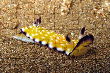 Chromodoris vibrata jigsaw puzzle