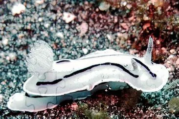 Chromodoris willani jigsaw puzzle