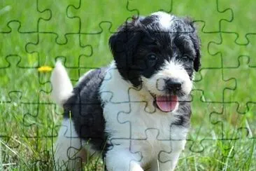 Saint berdoodle jigsaw puzzle