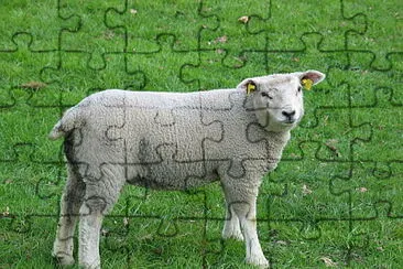 Lamb