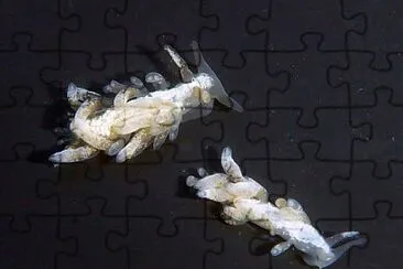 Cuthona albocrusta