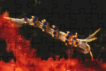 Cuthona caerulea jigsaw puzzle