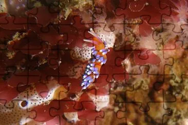 Cuthona speciosa jigsaw puzzle