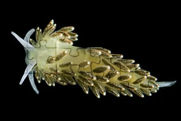 Cuthona viridis jigsaw puzzle