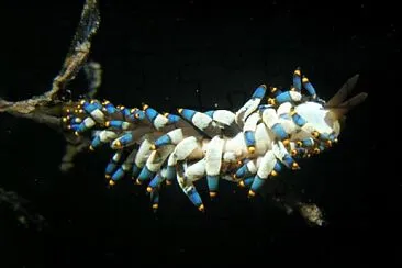 Cuthona yamasui