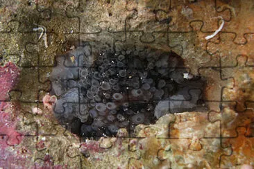 Dendrodoris albopurpura jigsaw puzzle