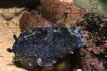 Dendrodoris caesia