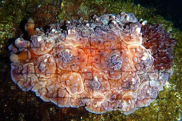 Dendrodoris carbunculata