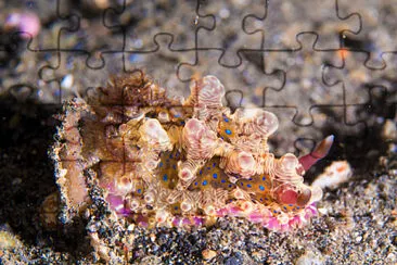Dendrodoris denisoni