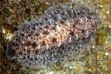 Dendrodoris elongata