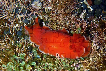Dendrodoris fumata jigsaw puzzle