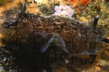 Dendrodoris grandiflora jigsaw puzzle