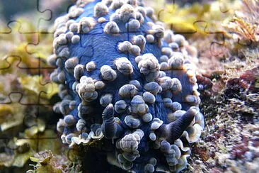 Dendrodoris gunnamatta