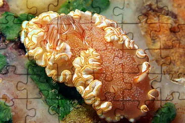 פאזל של Ardeodoris poliahu