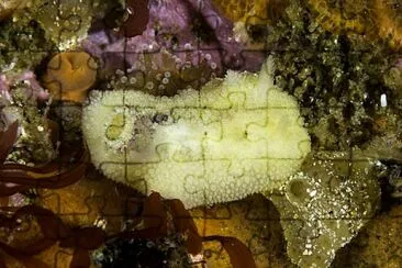 Doris pseudoargus jigsaw puzzle