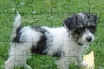 Jakapoo jigsaw puzzle