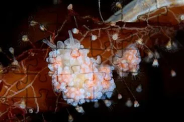 Doto albida