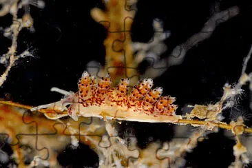 Doto coronata jigsaw puzzle