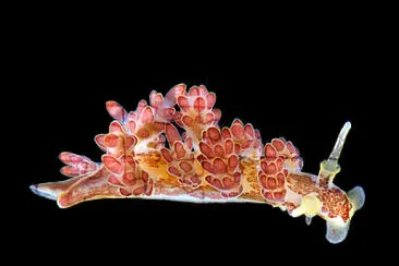 Doto floridicola jigsaw puzzle