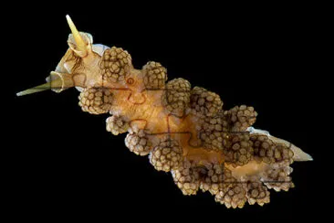 Doto fragilis