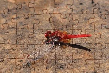 Crocothemis sanguinolenta