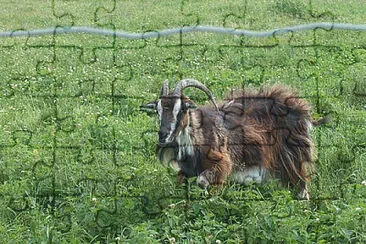 Landrace danese